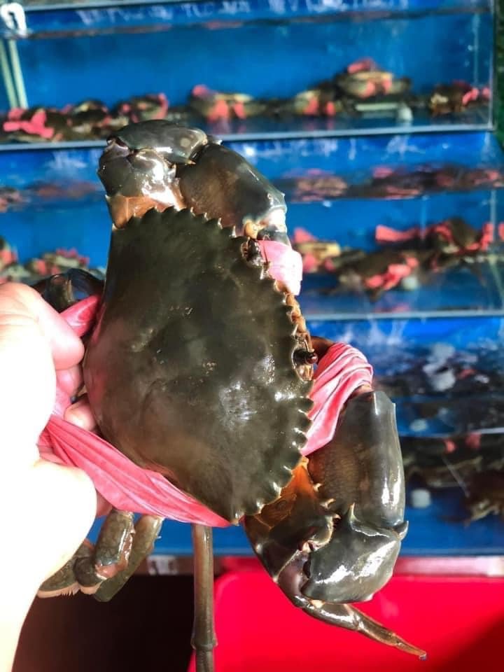 CHUYÊN BÁN TẤT CẢ CÁC LOẠI CUA
NHẬN CHẾ BIẾN CÁC MÓN CHO KHÁCH
CUA THỊT 5 CON...