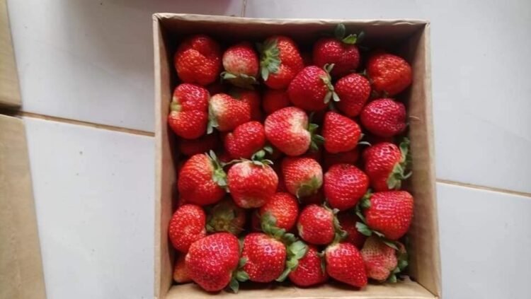 Dâu Đà lạt bên e trồng tại vườn, tươi ngon, nói không với chất bảo quản, hái gia...