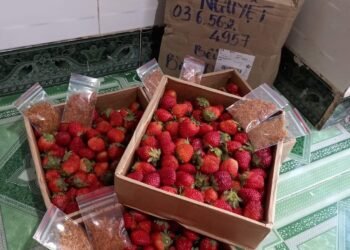 Ngày mai 15/12 e chốt đơn,  thứ 7 ngày 16/12 e có dâu về giao cho khách ạ. Mn ...