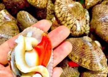 LỤA ĐỎ CỒ TO ú ụ à ,em thích ăn to vậy ak chứ ăn nhỏ nhỏ ko thích lắm   Lụa đỏ ...