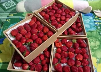 Dâu vườn bên e đã sẵn sàng rồi nha cả nhà. 
 Mn cứ việc order, e lên đơn chủ vư...