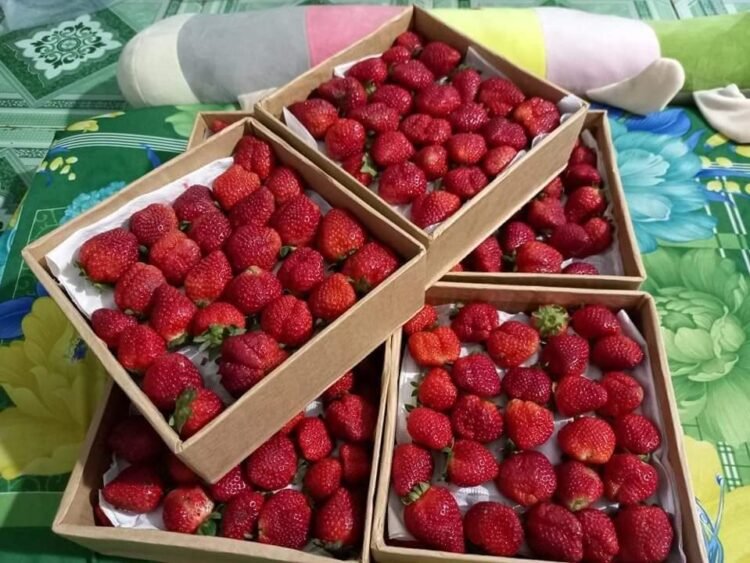 Dâu vườn bên e đã sẵn sàng rồi nha cả nhà. 
 Mn cứ việc order, e lên đơn chủ vư...