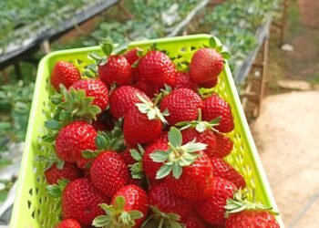 Các bác ở sài gòn ăn dâu thì ủng hộ e với ạ.dâu công nghệ cao được trồng ở đà lạ...