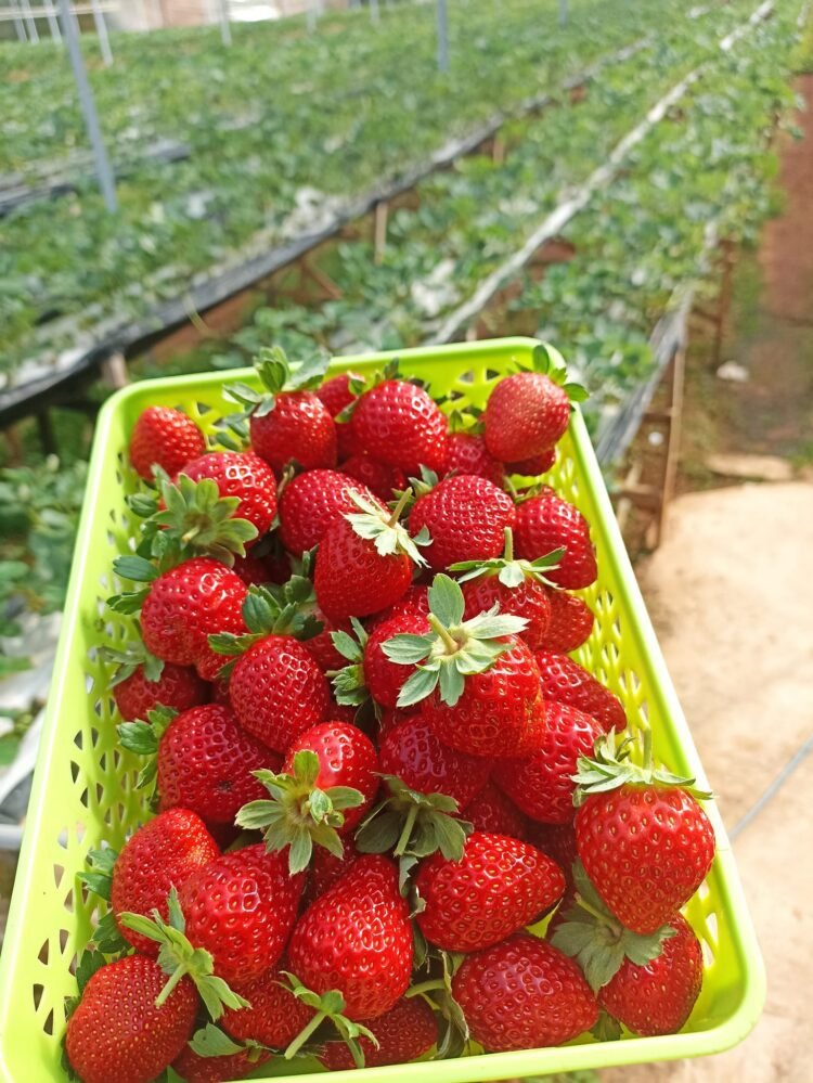 Các bác ở sài gòn ăn dâu thì ủng hộ e với ạ.dâu công nghệ cao được trồng ở đà lạ...