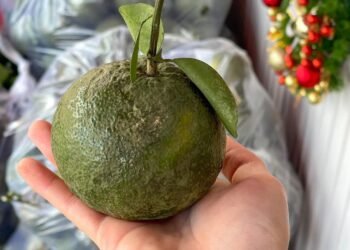 Cư dân S10.05
0392631134
Cùng Trà Sữa Bếp Nhà Gạo Homemade giải cứu Cam giúp bà ...