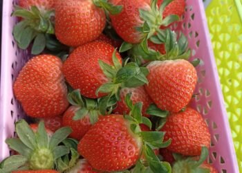 E có dâu  ai ăn e ship ạ
 E ở đà lạt nha