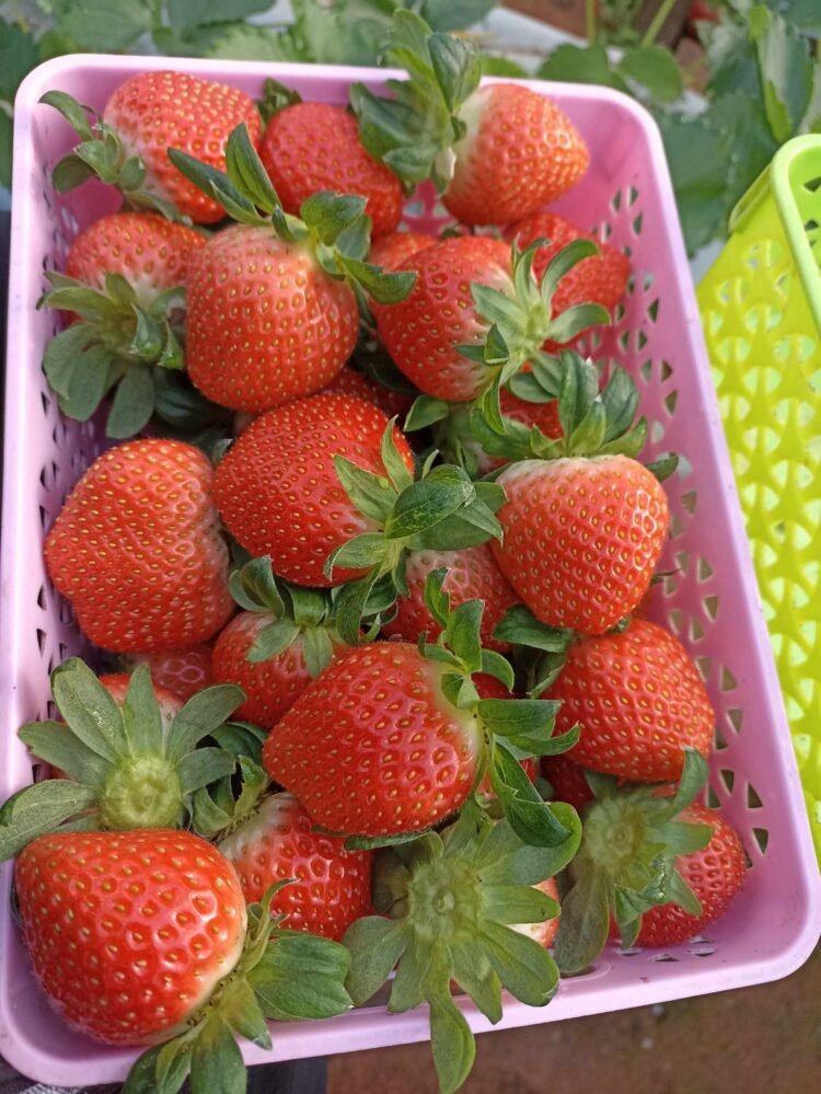 E có dâu  ai ăn e ship ạ
 E ở đà lạt nha