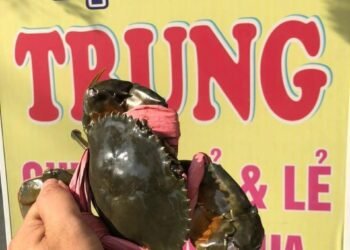 CUA-ỐC CHẾ BIẾN CÁC MÓN,GIÁ RẺ,CHẤT LƯỢNG,BAO ĂN TỪNG CON cua rang me 3-4 con 1k...