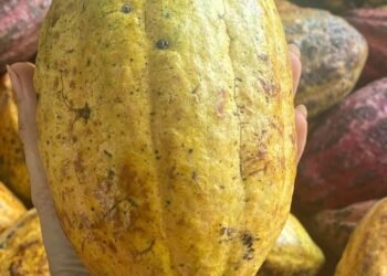 E có sỉ lẻ ai cần liên hệ e nha 0363121534