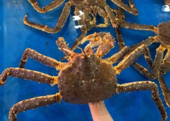 Cua kingcab ( cua hoàng đế)
 Tôm hùm Alaska 
 Size từ 1-4kg/con
 Hàng sống ngộp ...