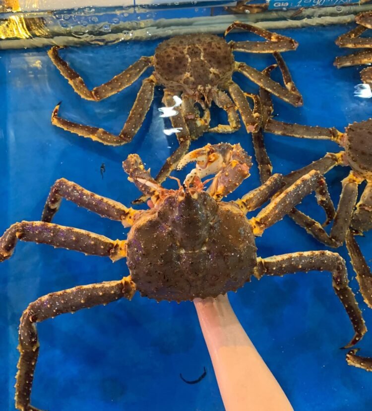 Cua kingcab ( cua hoàng đế)
 Tôm hùm Alaska 
 Size từ 1-4kg/con
 Hàng sống ngộp ...