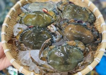 Cua lột mà chiêng bột là hết ý luôn
 Hàng đóng hộp 1kg siêu sang
 Sỉ Lẻ giá cực ...