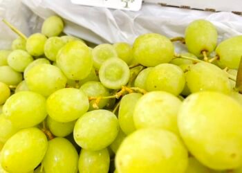 HÀNG NÀO HOT THÌ HAY HẾT NHANH LẮM LUÔN Ạ - CHẲNG HẠN NHO XANH OLIVE VÀ NHÀ NGO...